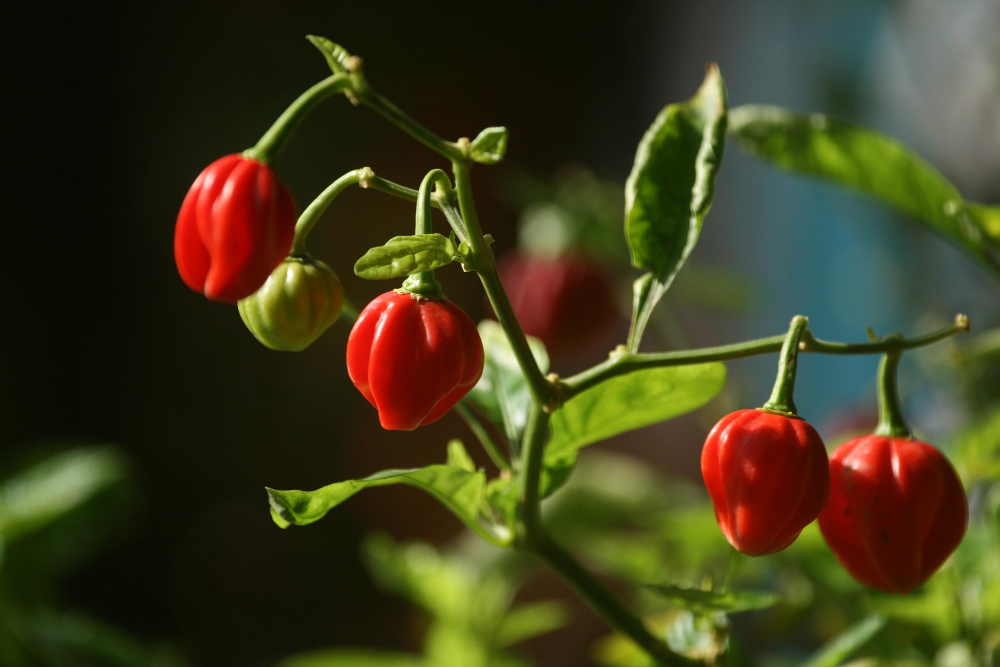 Magyarországon is nevelhető a Trinidad Moruga Skorpió