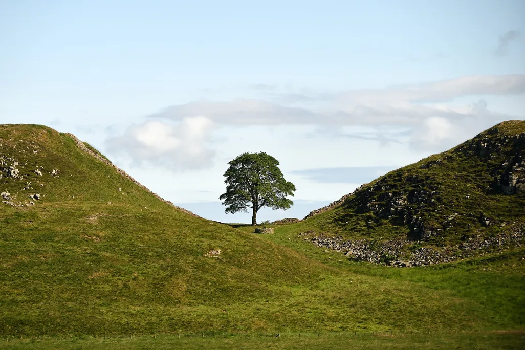 A Sycamore Gap fa a Hadrianus-fal mellett, még a kivágása előtt